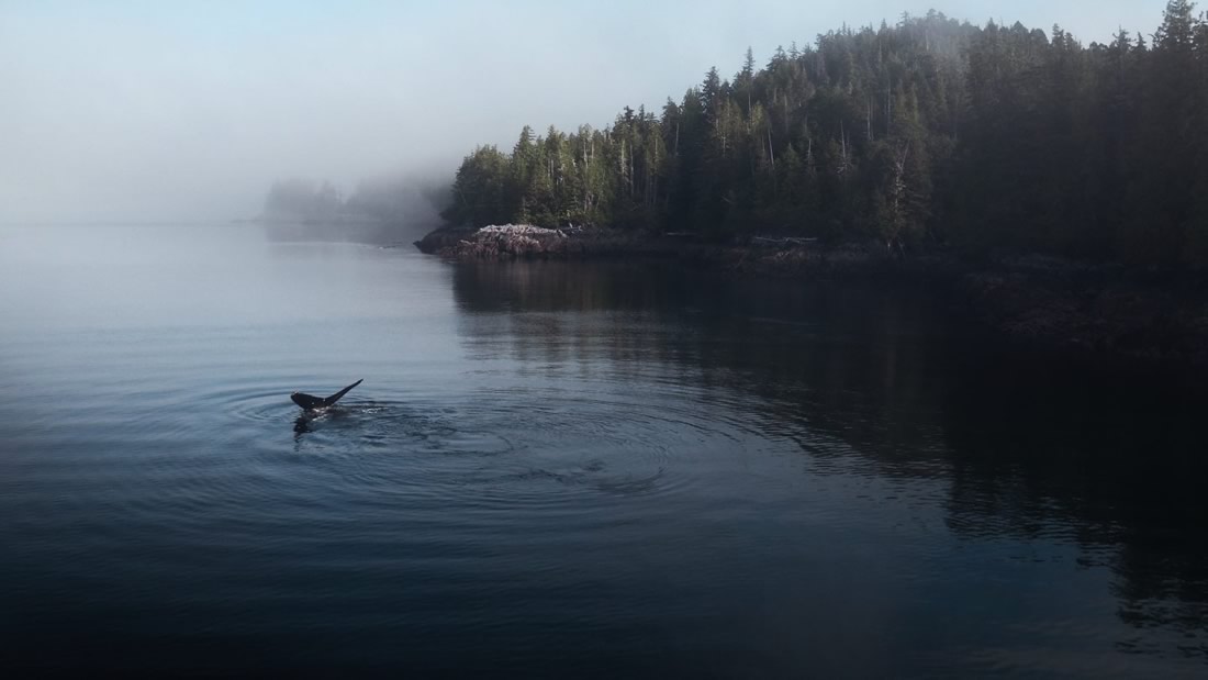 the whale and the raven